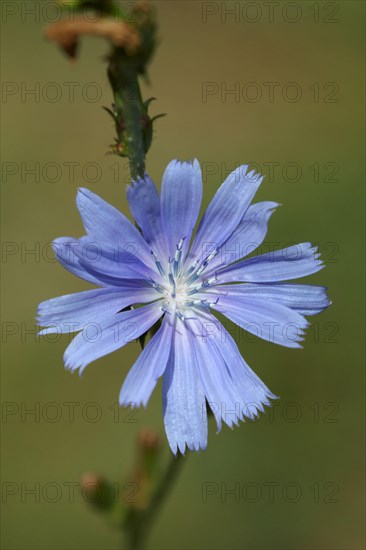 Common chicory