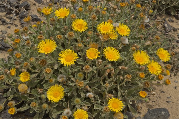 Canary fleabane