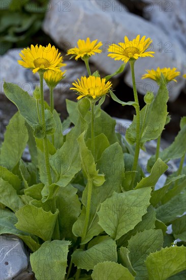 Large-flowered Leopard's Bane