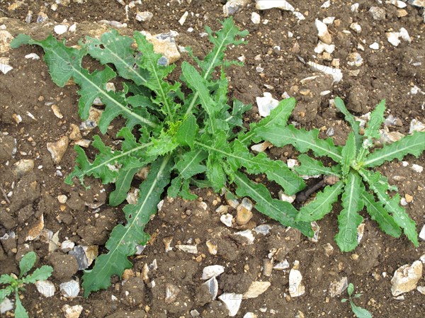 Corn sow thistle