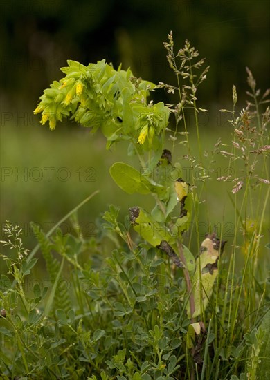 Cornflower