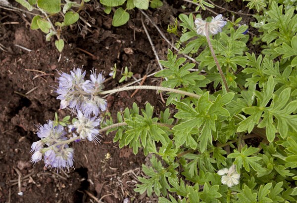 Pacific Waterleaf