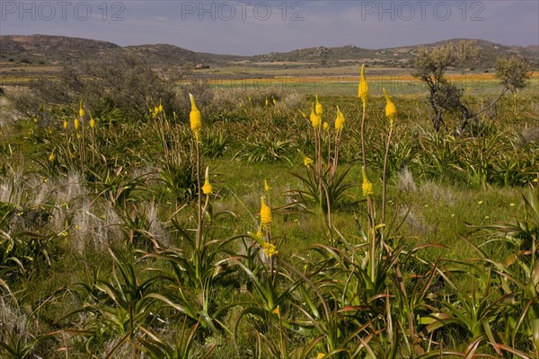 Flowering yellow cattail