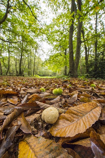 Common Earthball