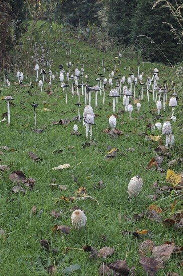 Shaggy Ink shaggy ink cap