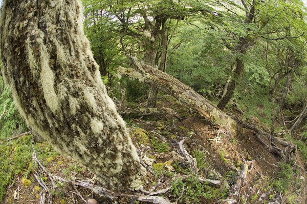 Interior of the forest habitat of the southern beech