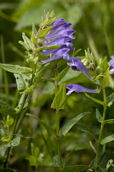 Spear-leaved skullcap