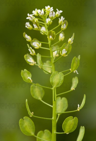 Field penny-cress