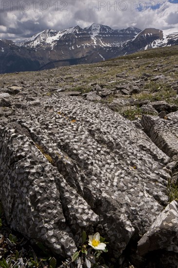 Fossilized coral in mountain rocks