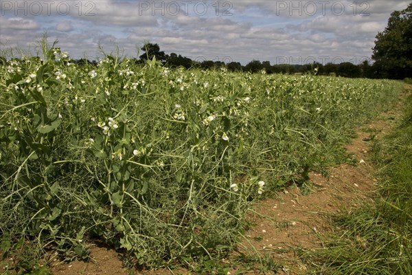 Field edge of flowering peas