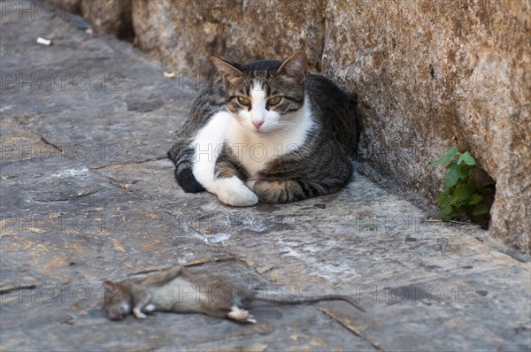 Cat and Rat