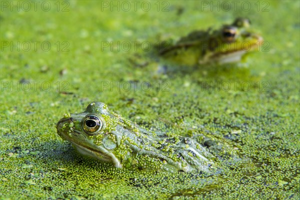 Two edible frogs