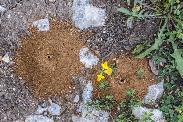 Cone shaped sand pit traps of antlions