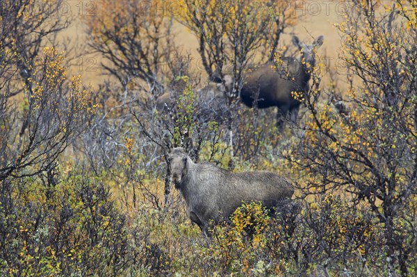 Elk