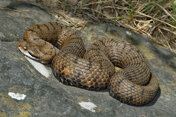 Italian Viper