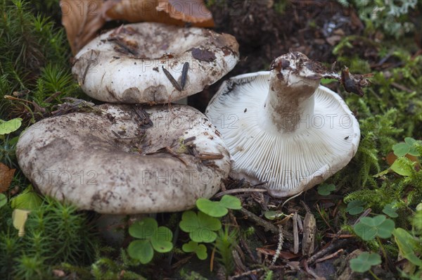 Russula albonigra