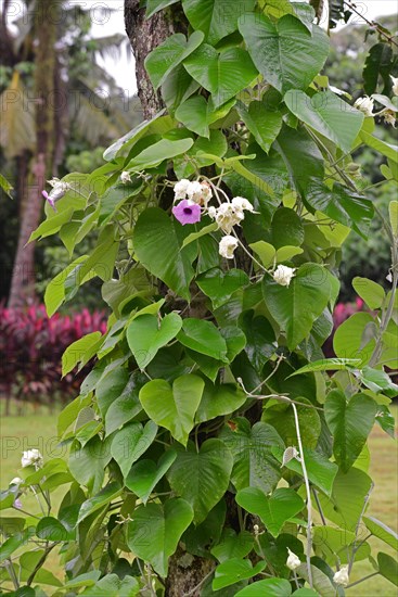 Hawaiian Baby Wood Rose