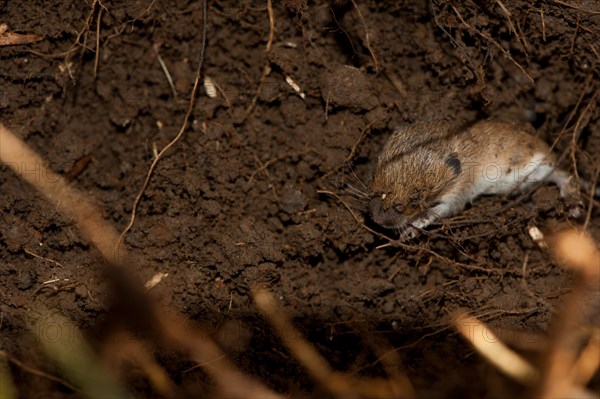 Field mouse