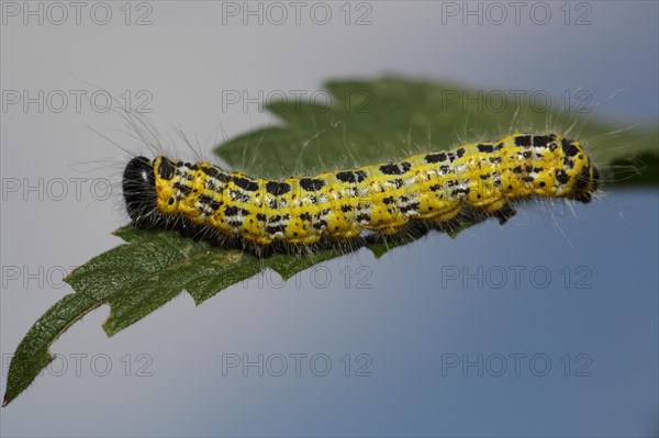 Sponge-tip moth