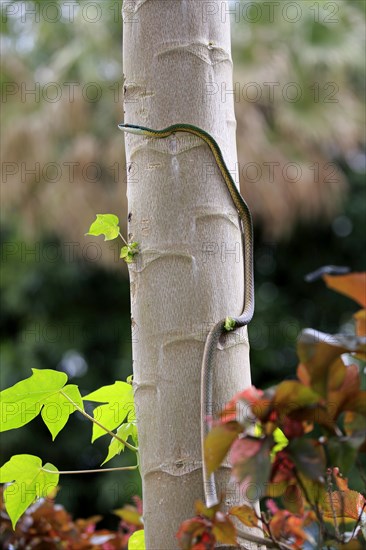 Leptophis ahaetulla