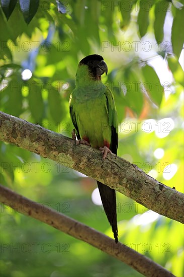 Nanday parakeet