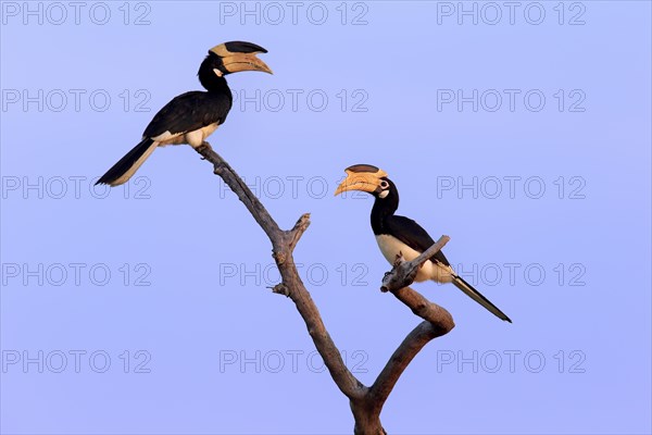 Malabar pied hornbill