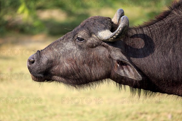 Water buffalo