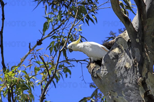 Sulphur-crested cockatoo