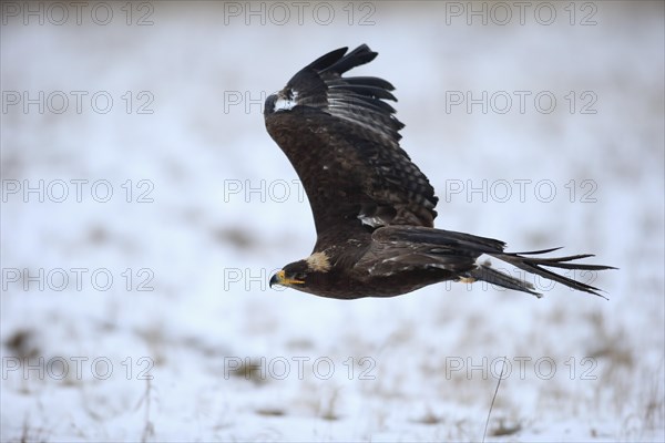 Steppe eagle