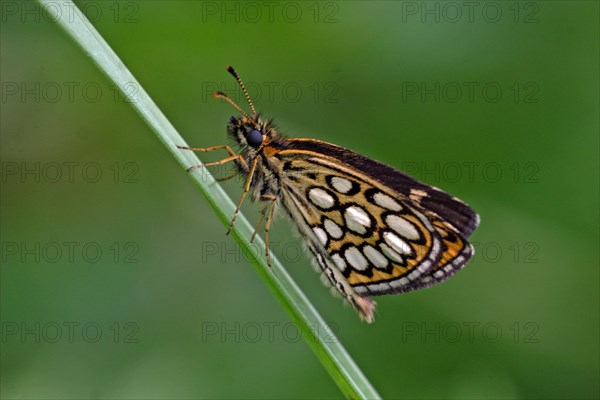 Mirror-spotted Sickle-headed Butterfly