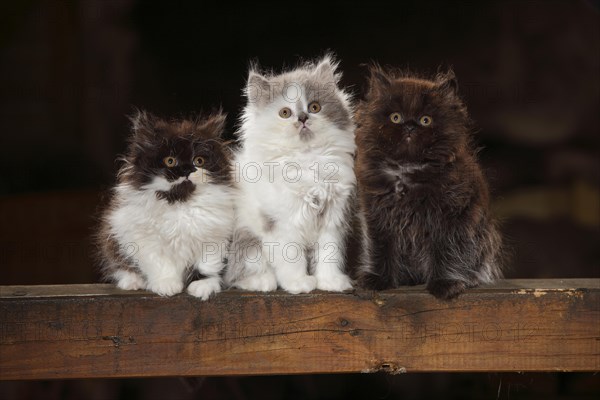 British longhair