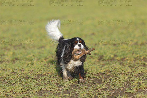 Cavalier King Charles Spaniel