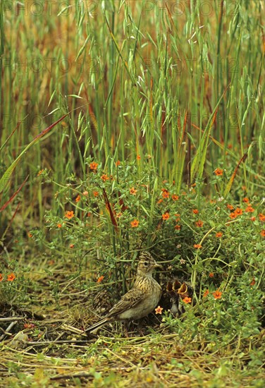 Eurasian skylark