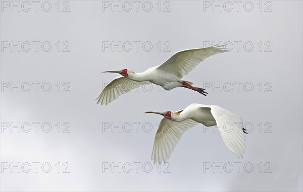 Narrow-billed Spoonbill