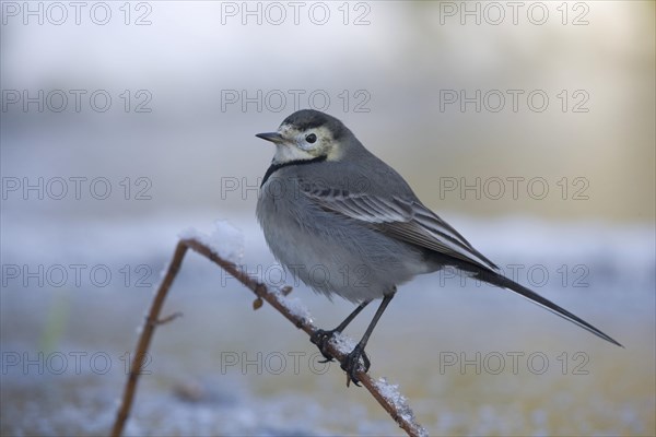 Pied Wagtail