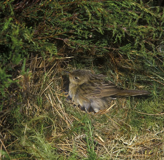 Grasshopper warbler