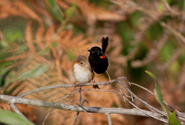 Red-backed fairywren