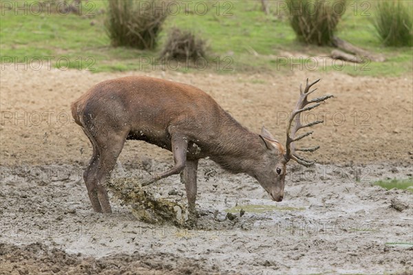 Red Deer