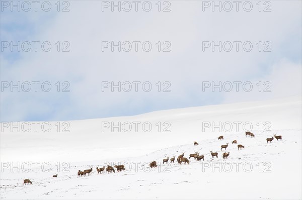 Red deer