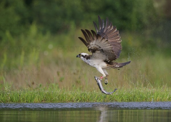 Osprey