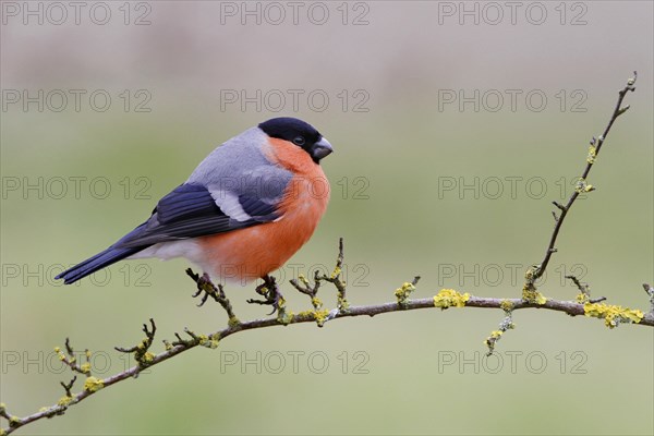 Eurasian Bullfinch