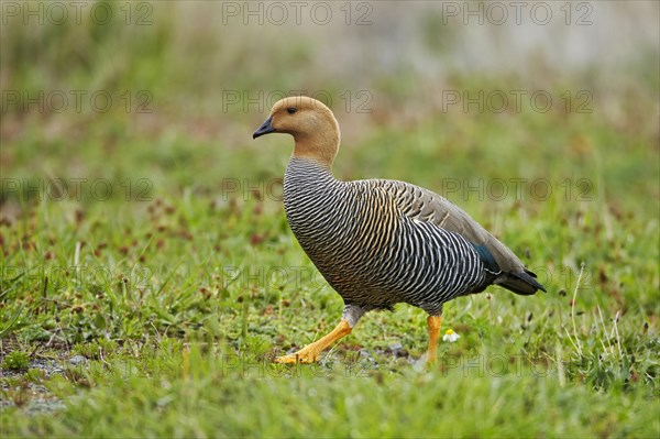 Upland Goose