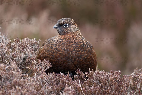 Red Grouse