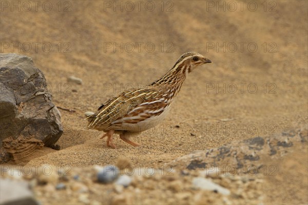 Common Quail