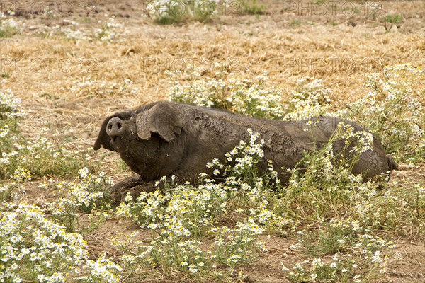 Big black pig resting