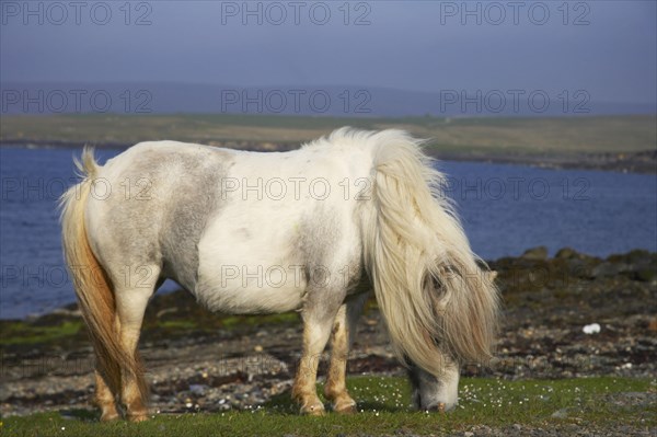 Shetland Pony