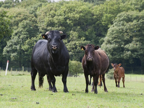 Domestic cattle