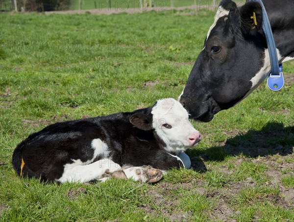 Domestic Cattle