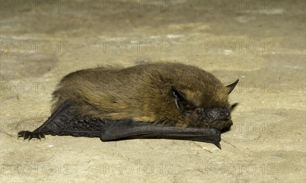 Common Pipistrelle