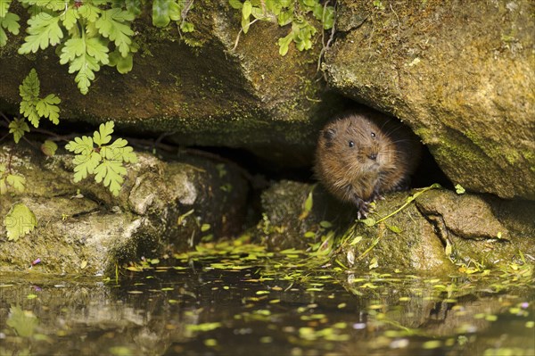 Eastern vole